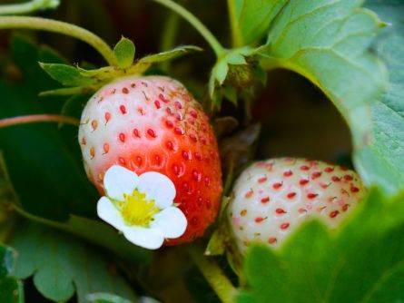 fragola bianca 