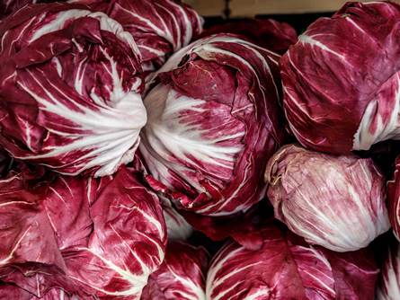 Radicchio