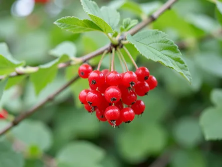 Ribes