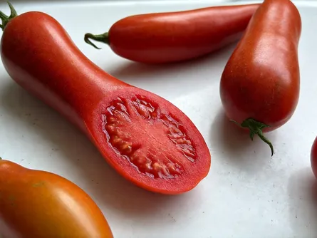 Il pomodoro cencara