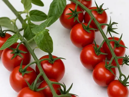 Il pomodoro ciliegia