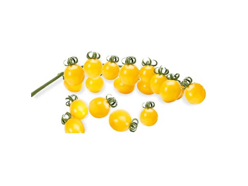 Pomodoro ciliegino giallo