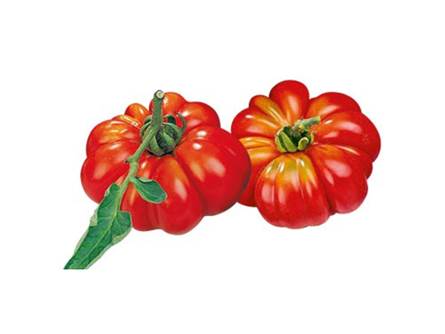 pomodoro costoluto innestato 