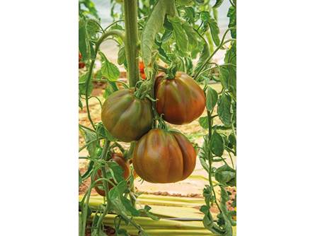 Pomodoro Cuor di Leone