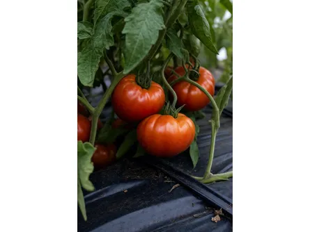 Pomodoro Cuor di Leone