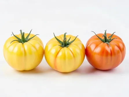 Il pomodoro cuore di bue giallo