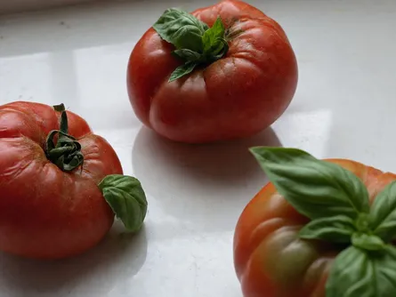 Il pomodoro cuore di Bue TUTTA POLPA