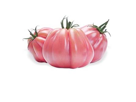 Il pomodoro cuore rosa