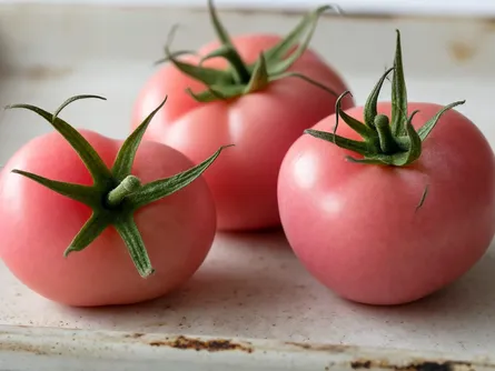 Il pomodoro cuore rosa