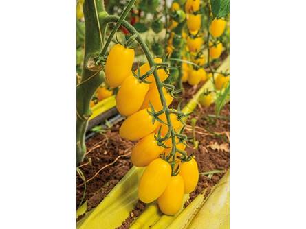 Pomodoro Datterino Giallo 