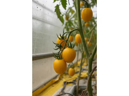 Pomodoro Datterino Giallo 