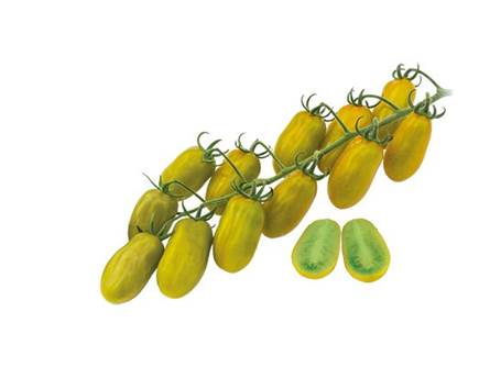 Pomodoro Datterino Mango