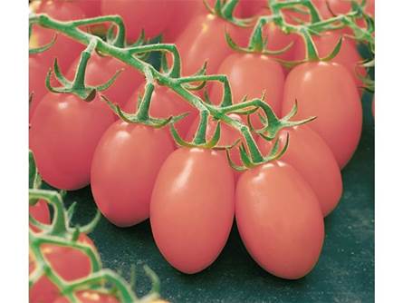 Pomodoro Datterino rosa