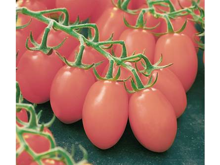 Il pomodoro datterino TADDY
