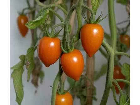 Il pomodoro datterino TADDY