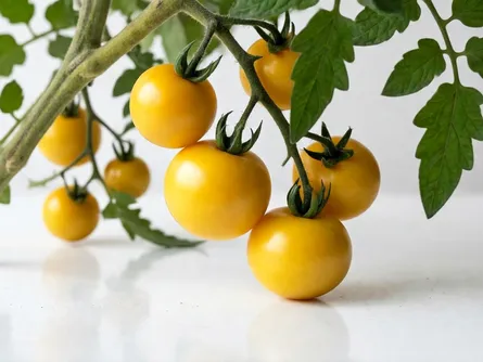 Il pomodoro giallo