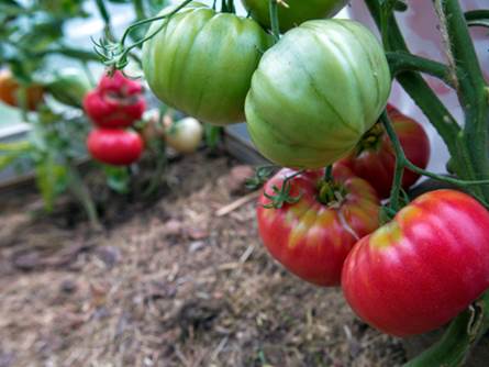 Il pomodoro gigante