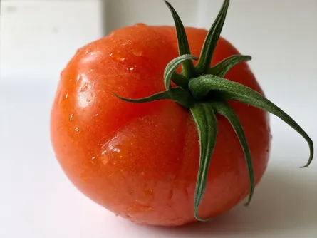 Il pomodoro kilotto o patataro