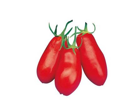 pomodoro san marzano innestato