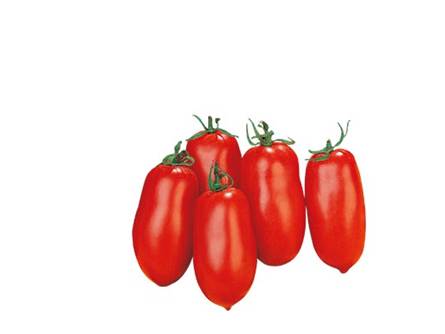 Il pomodoro San Marzano nano