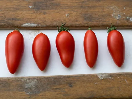 Il pomodoro San Marzano nano