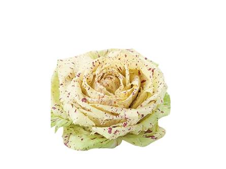 Il radicchio Castelfranco precoce 