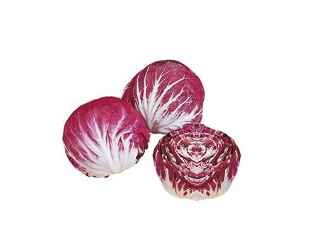 Il radicchio di Chioggia precoce