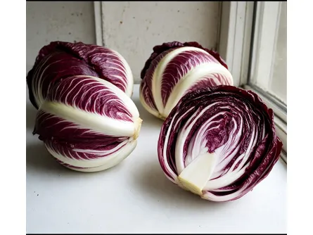 Il radicchio di Chioggia precoce
