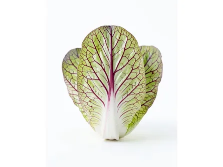Radicchio Lusia Tardivo 
