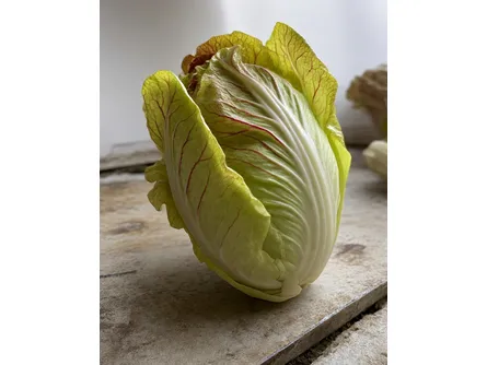 Il radicchio Lusia