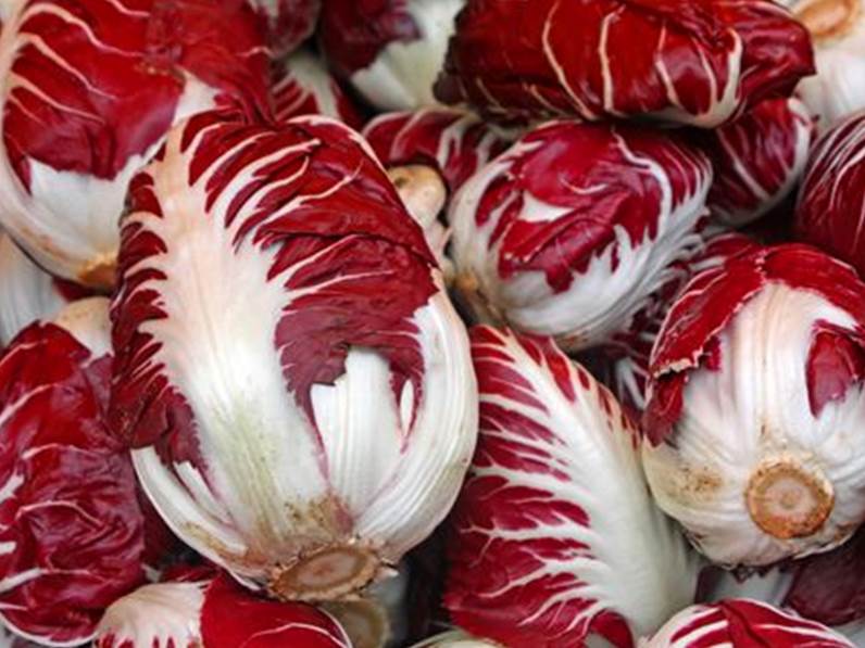 Radicchio treviso da acqua