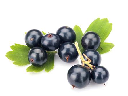 Ribes Nero