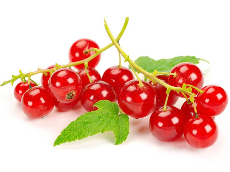 Caratteristiche del Ribes Rosso