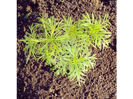 Tagetes Liquirizia