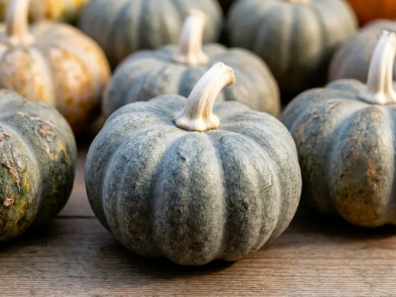 Coltivazione della zucca marina di Chioggia