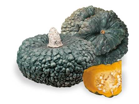 La zucca marina di Chioggia