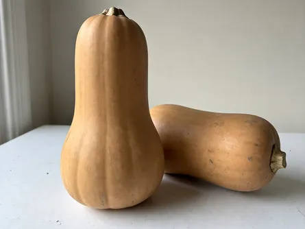 La zucca violina 