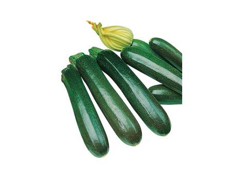 Zucchino afrodite