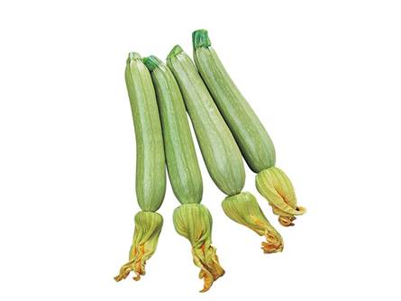 Lo zucchino alberello di Sarzana 