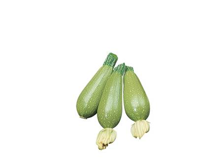 Lo zucchino bologna 
