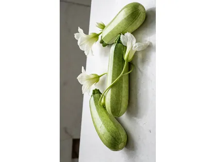 Lo zucchino bologna 