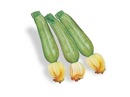 Lo zucchino chiaro 