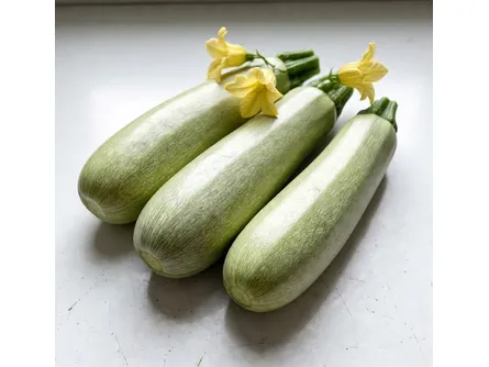 Lo zucchino chiaro 