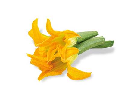 Lo zucchino da fiore 