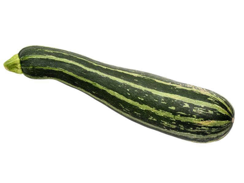 Coltivazione dello zucchino striato